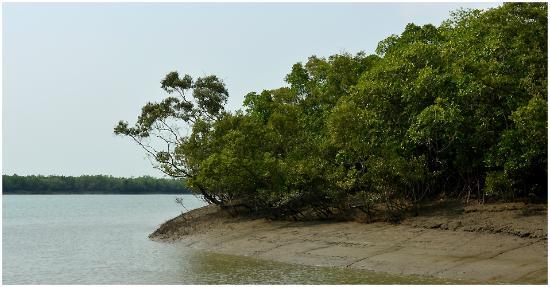 ১ সেপ্টেম্বর থেকে পর্যটকদের জন্য উন্মুক্ত হচ্ছে সুন্দরবন