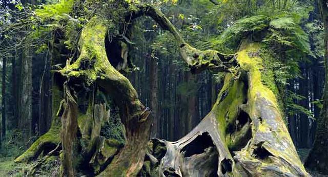 রহস্যময়ী আমাজন জঙ্গলে যেসব ভয়ঙ্কর প্রাণীর বাস